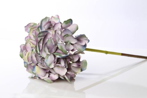 Shaded Mauves small Hydrangea